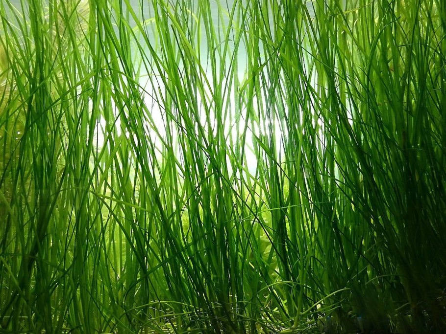 Валлиснерия натанс