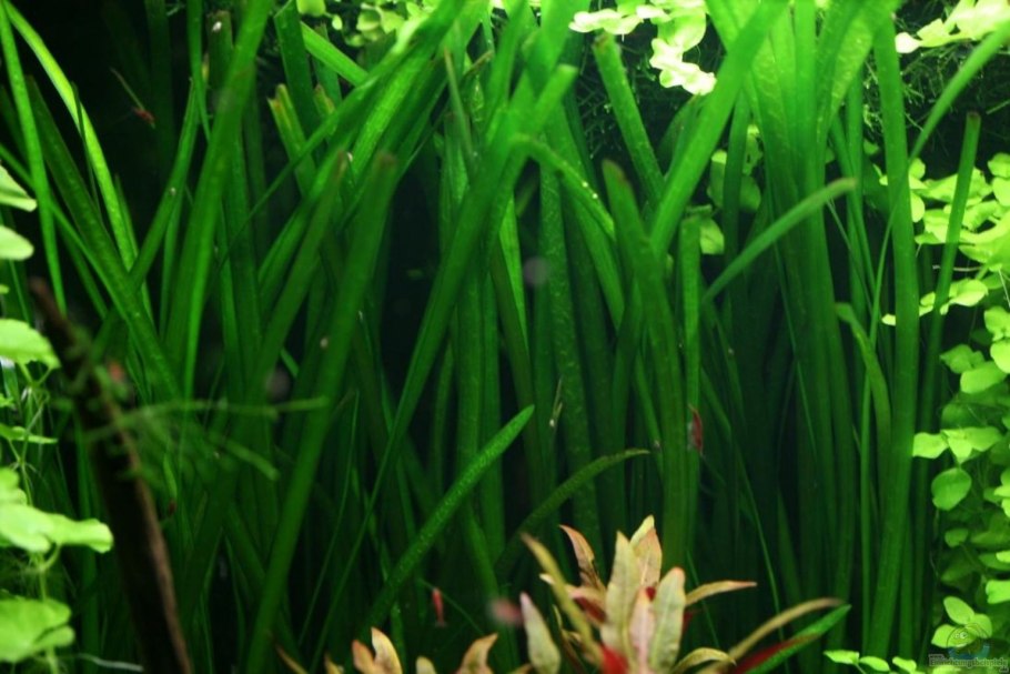 Валлиснерия крапчатая