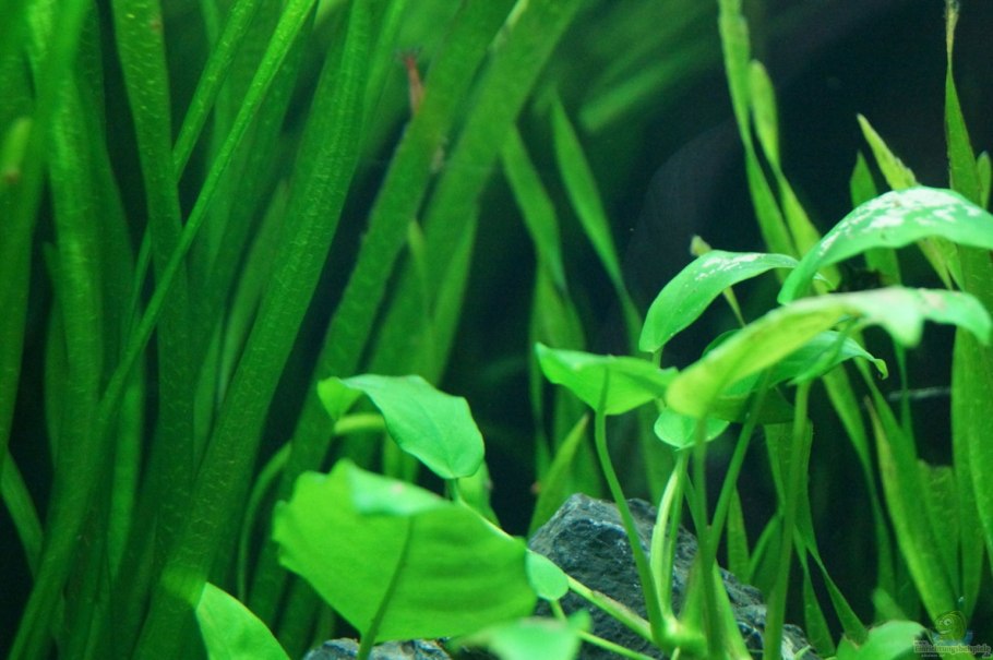 Валлиснерия спиралевидная