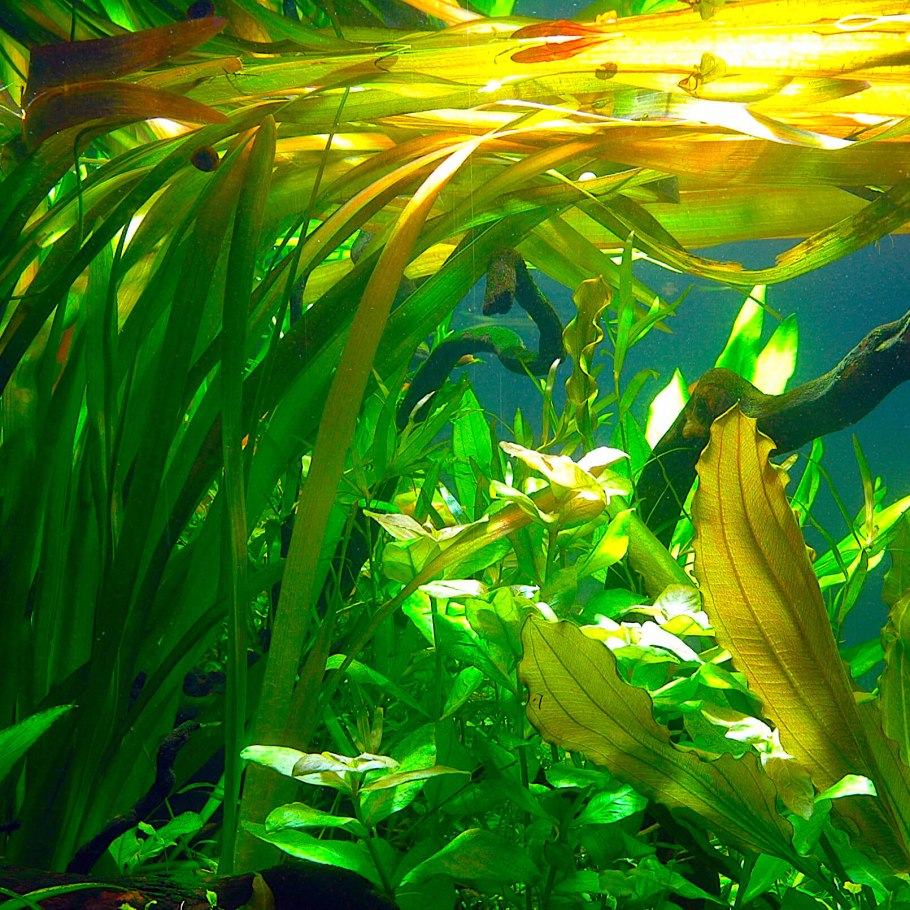 Валлиснерия и Криптокорина