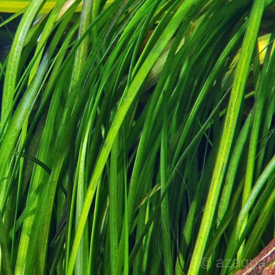 Валлиснерия спиральная аквариумное растение