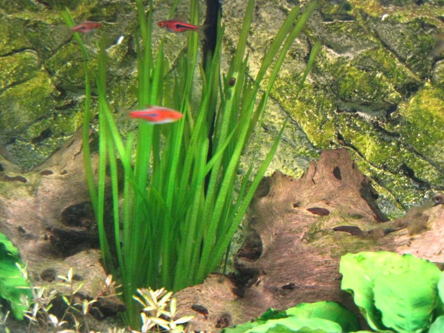 Валлиснерия американская (Vallisneria Americana)