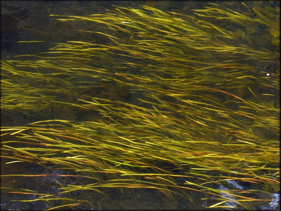 Валлиснерия американская натанс