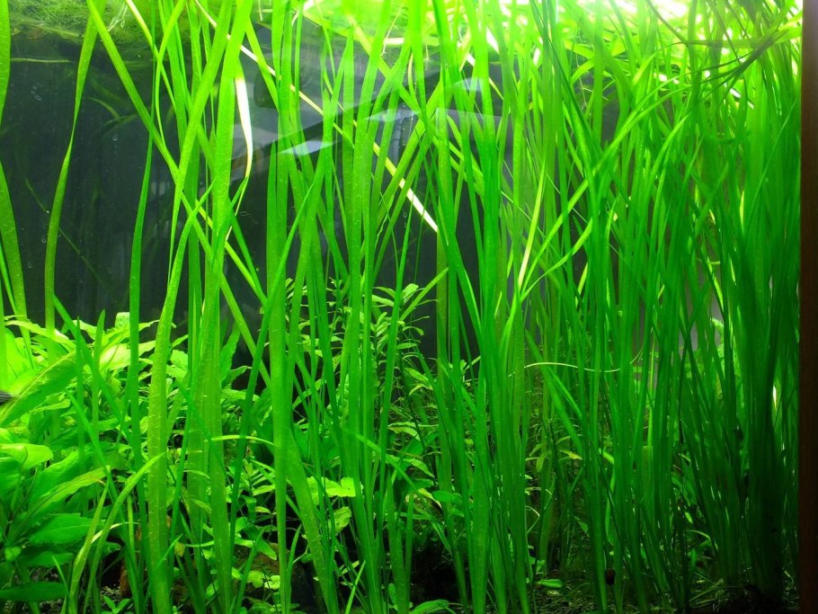 Валлиснерия контортионист