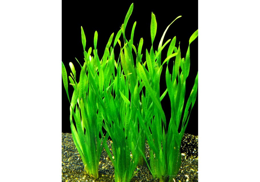 Валлиснерия американская водоросль