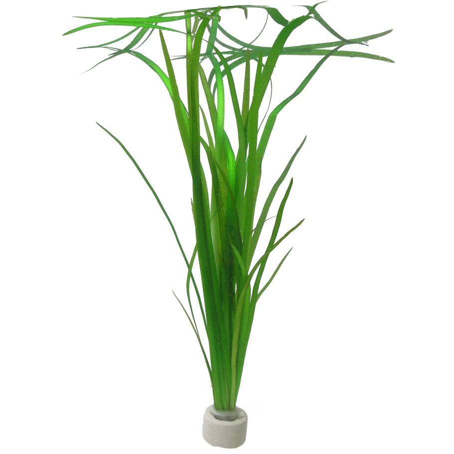 Валлиснерия спиральная крученолистная