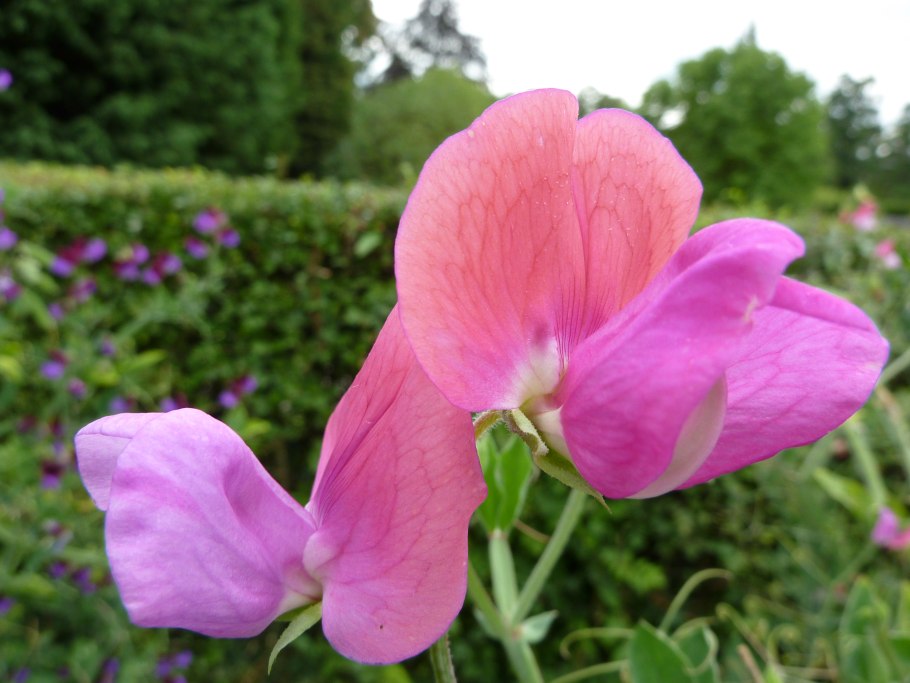 Душистый горошек макро