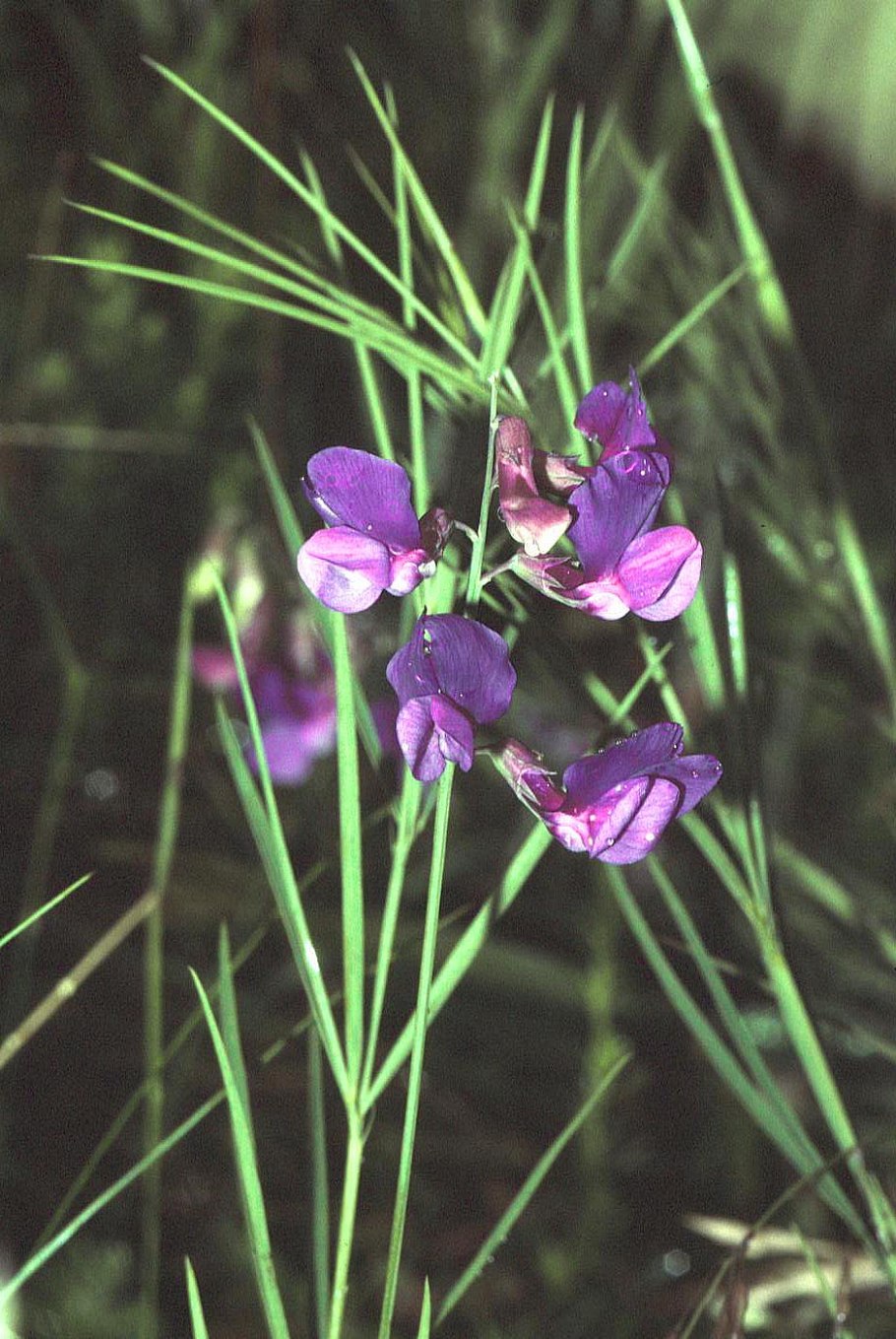 14. Чина Луговая {Lathyrus pratensis)