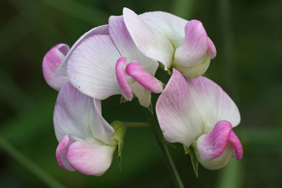 Lathyrus pisiformis чина гороховидная