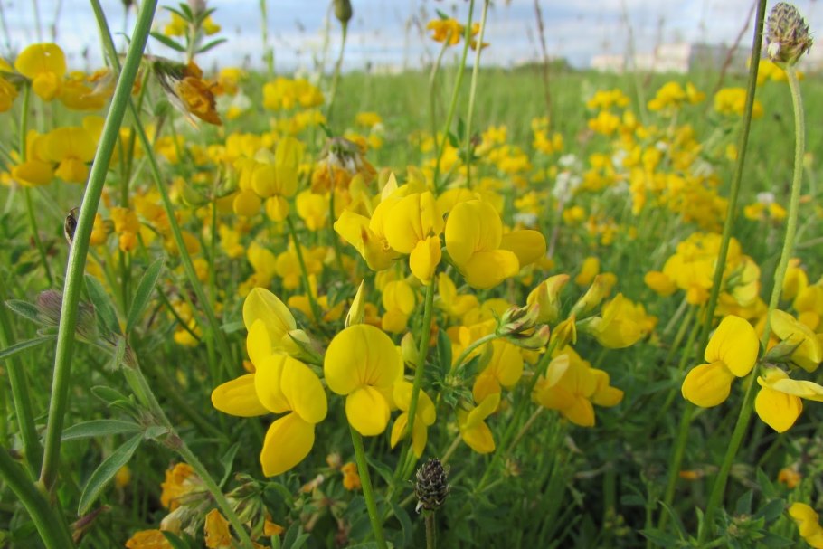 Чина клубненосная стебель