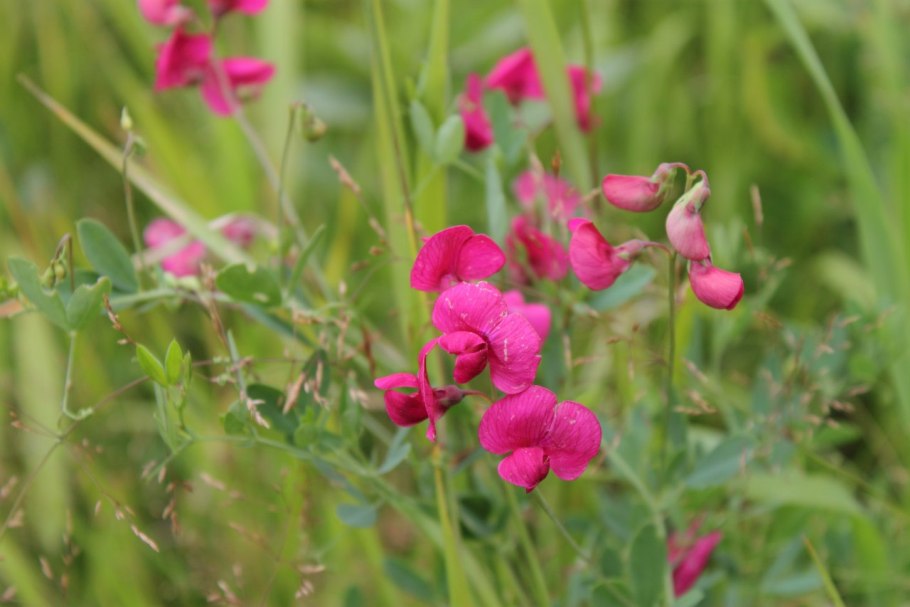 Чина посевная (Lathyrus sativus l.)