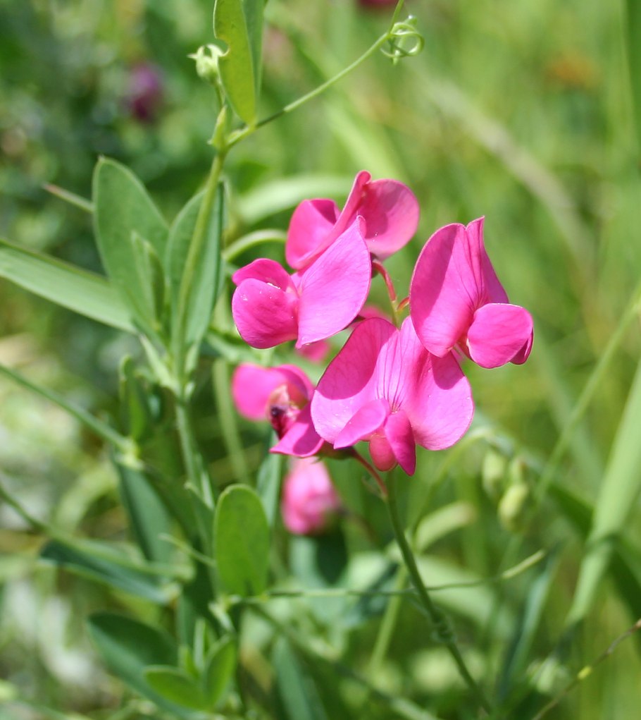 Чина (Lathyrus)
