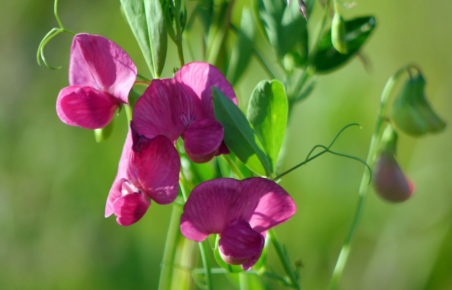 Lathyrus pisiformis чина гороховидная
