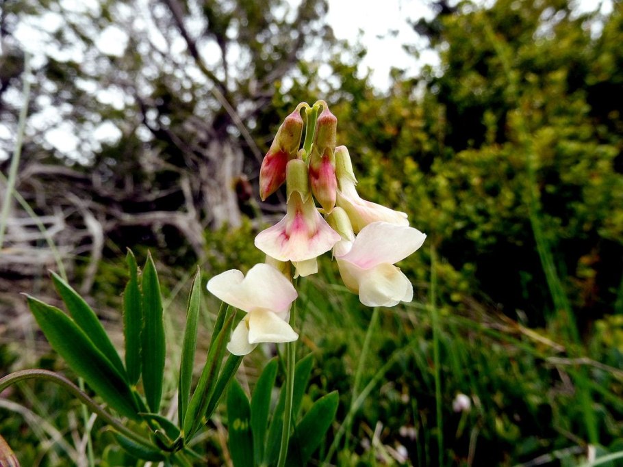 Вид чина душистая Lathyrus odoratus l.