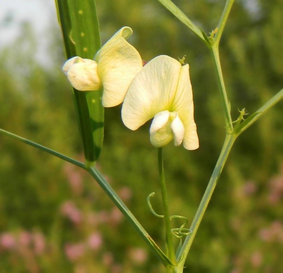Lathyrus pubescens