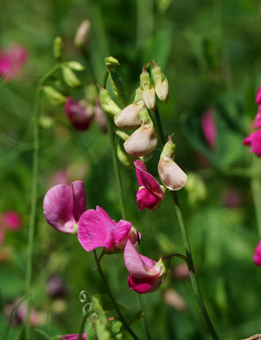 Lathyrus редкие породы