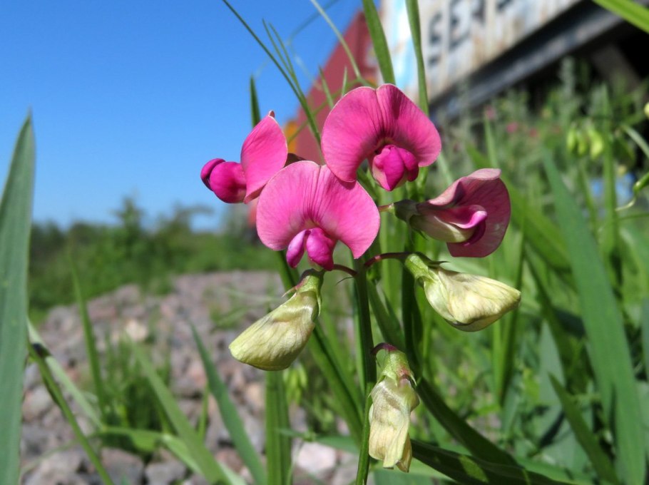 Чина Болотная Плантариум
