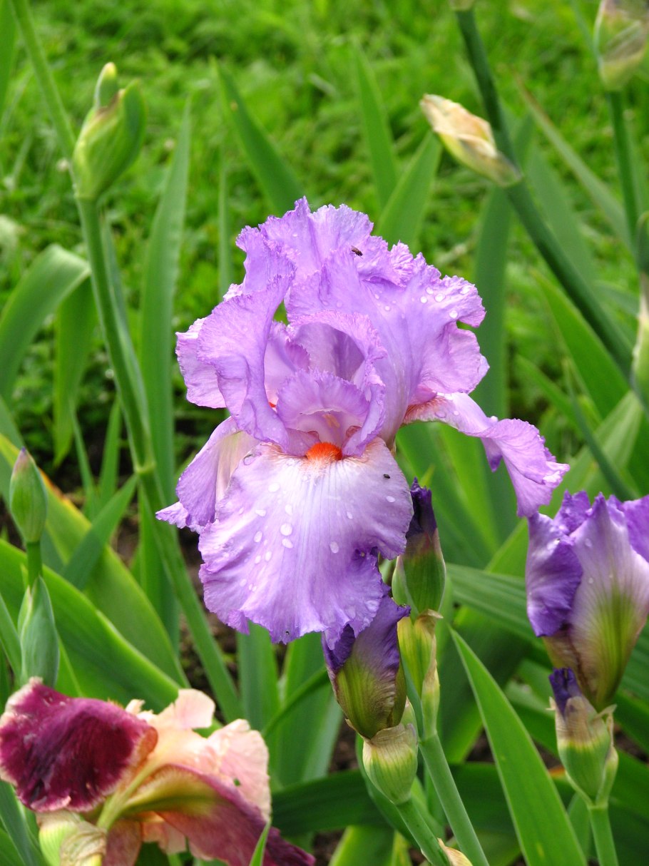 Ирис Жак кер