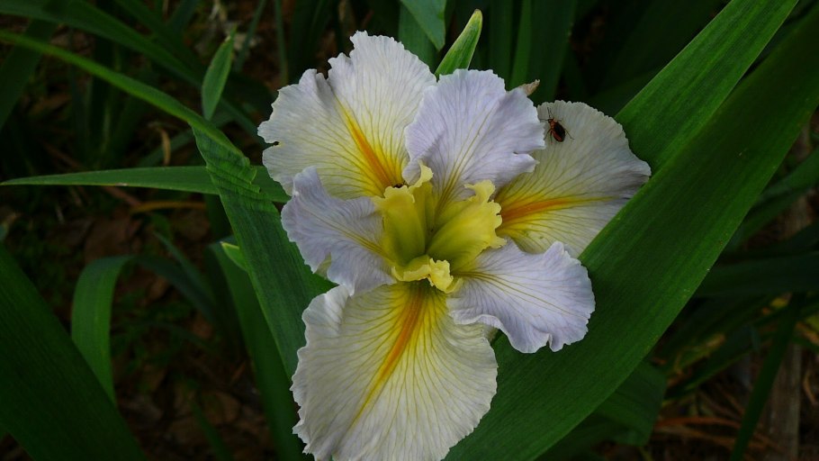 Ирис Belle fille