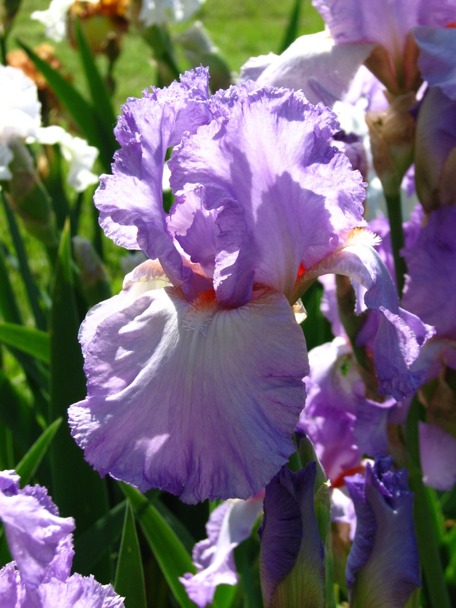 Ирисы с желтыми листьями