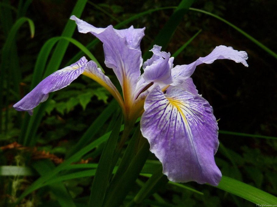 Iris korean Drama Episode 1