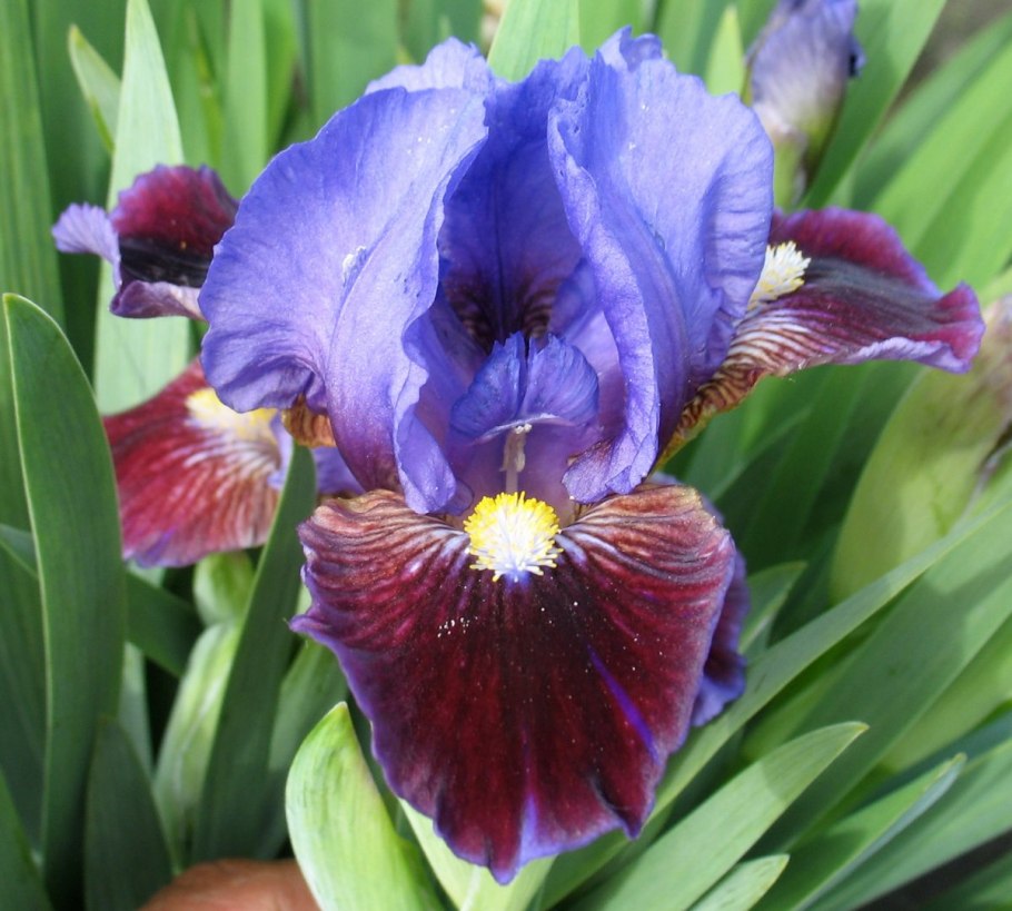 Algerian Iris