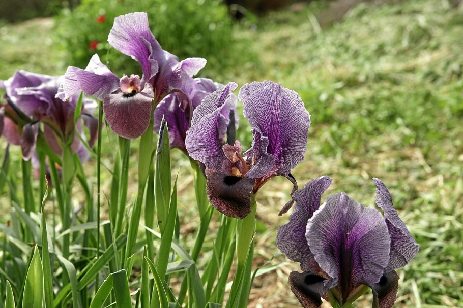 Crossfire дорама