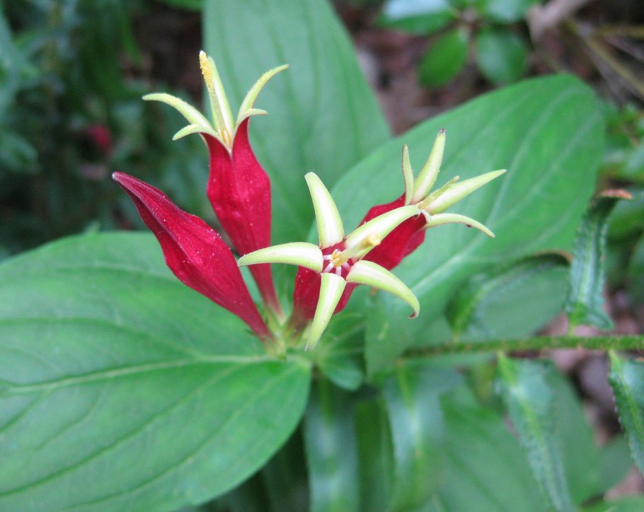 Спигелия (Spigelia)