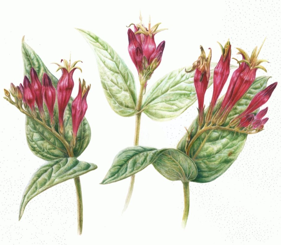 Спигелия little redhead