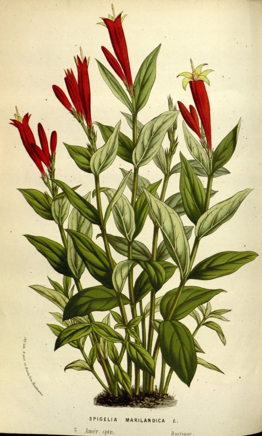Spigelia marilandica