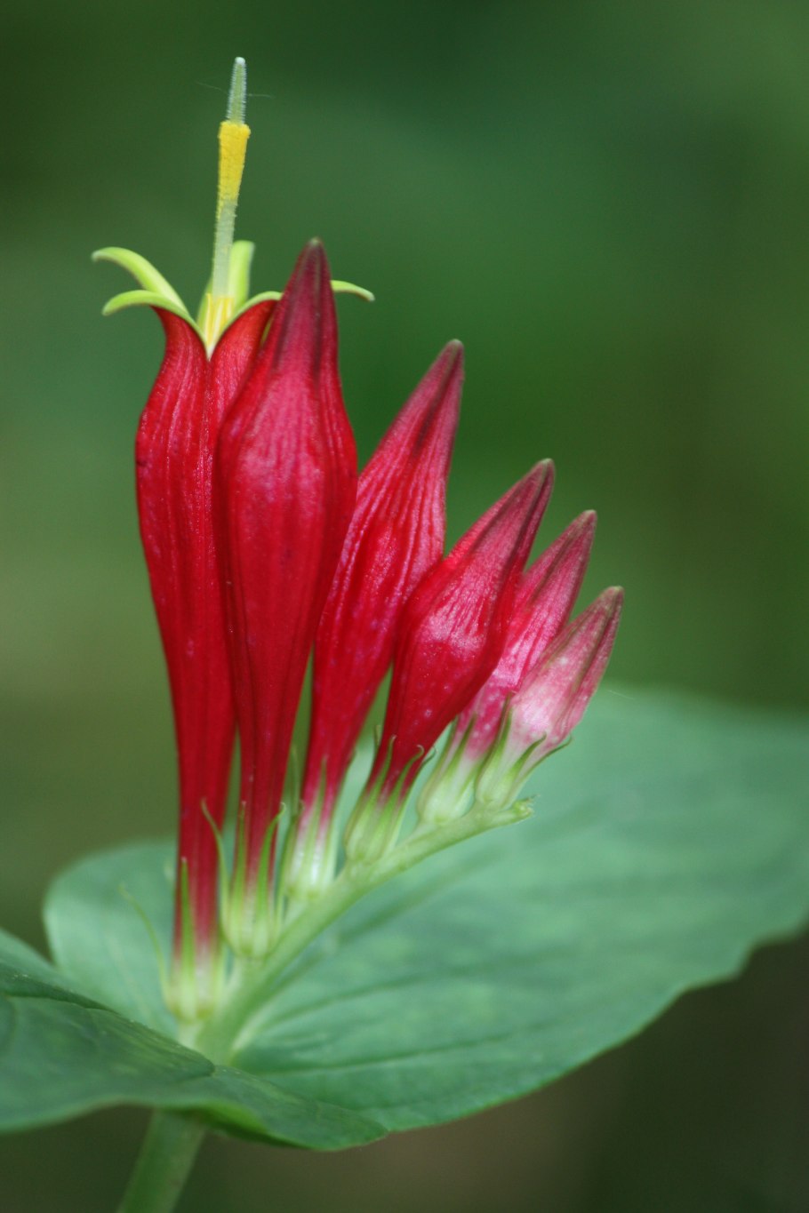 Spigelia anthelmia