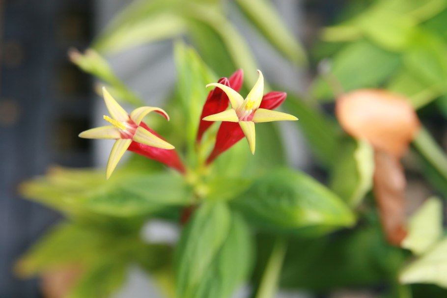 Спигелия растение