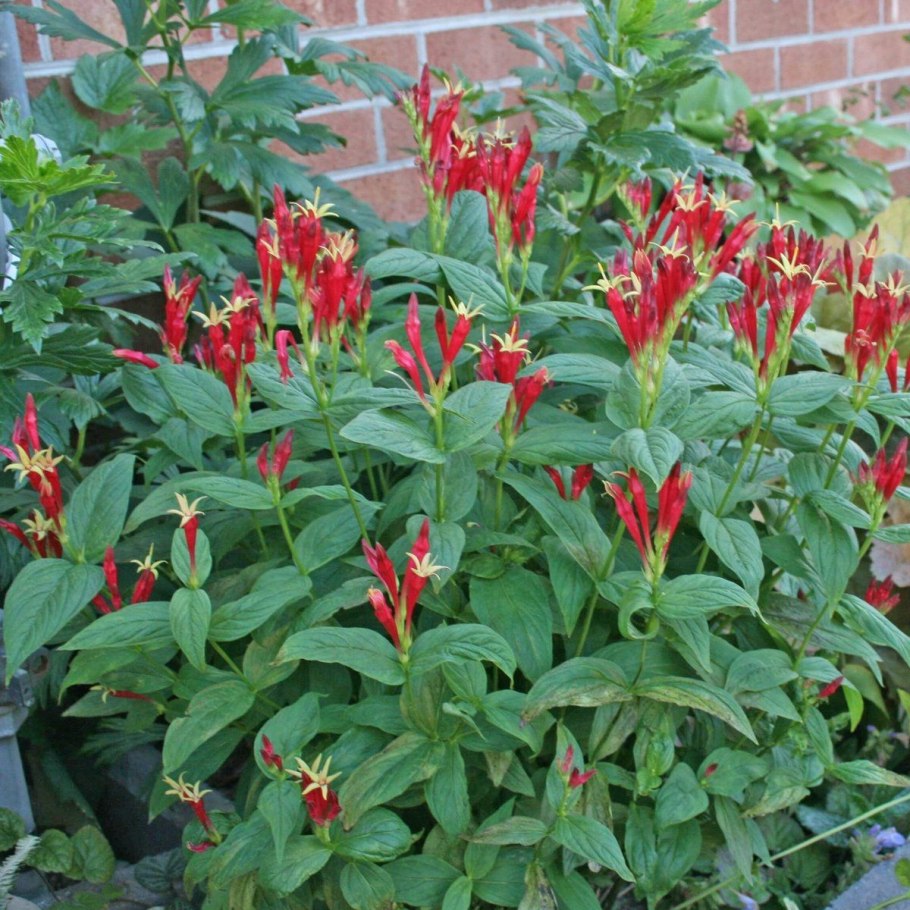 Спигелия (Spigelia) little redhead