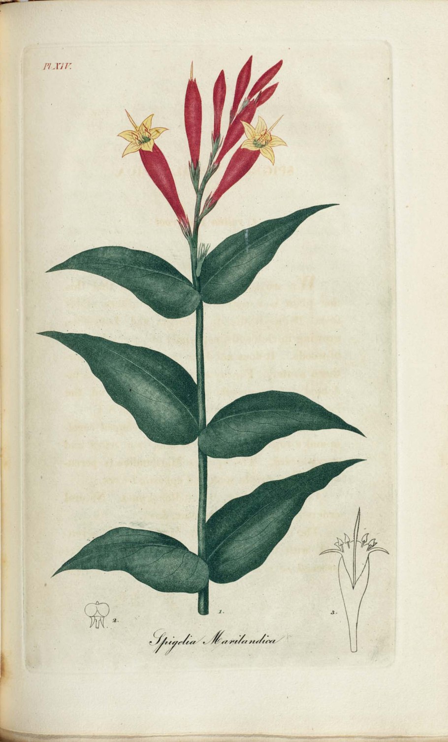 Spigelia растение