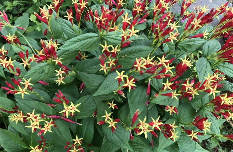 Спигелия растение рисунок