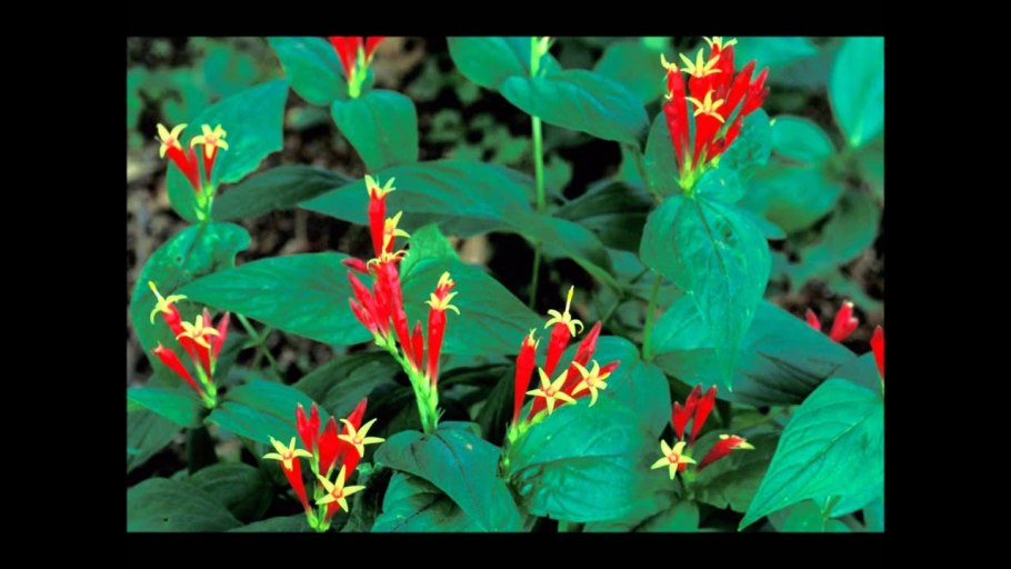 Американское растение прозванное свеча