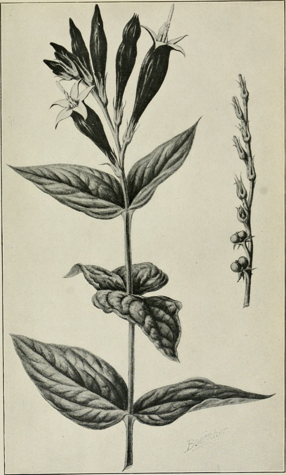 Бобовый куст Шотландии 4 буквы