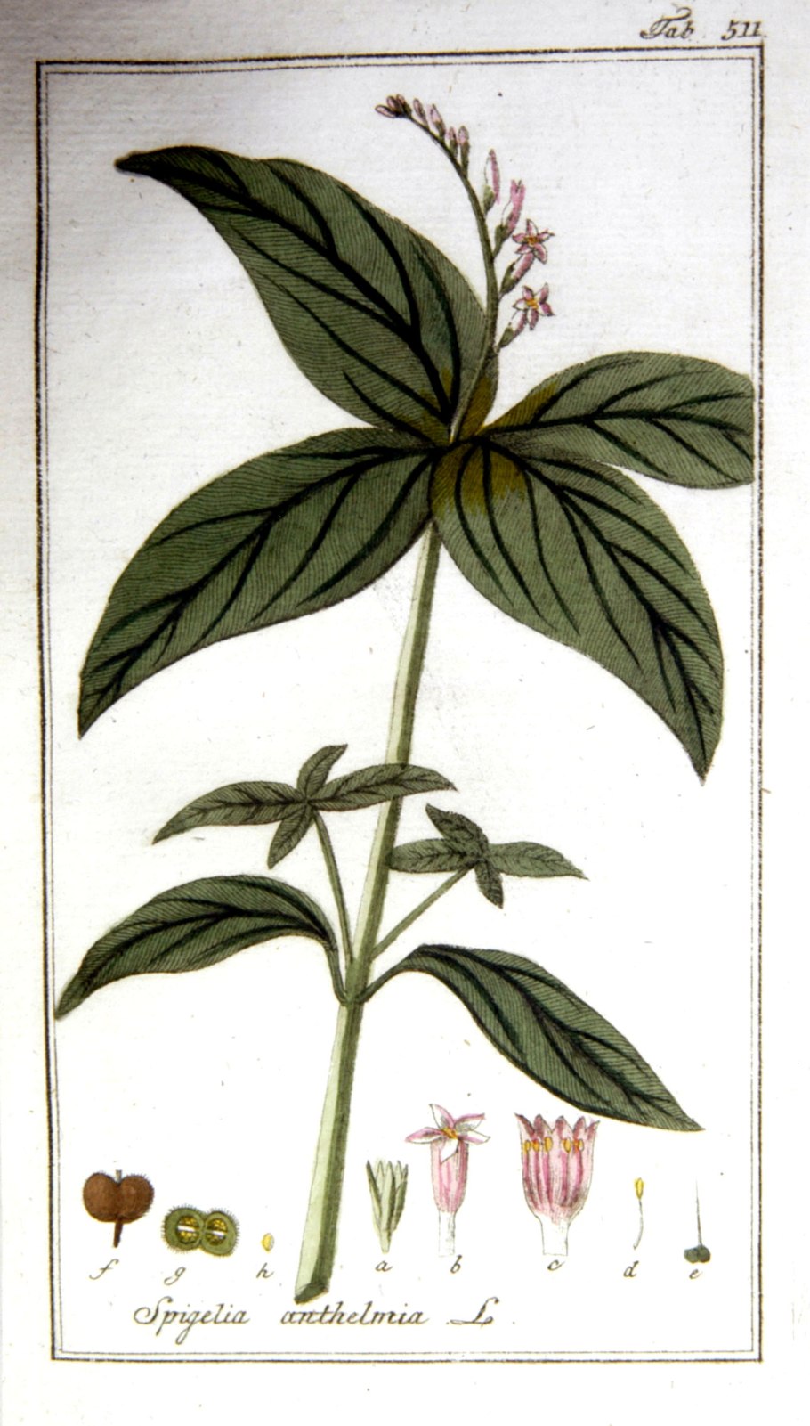 Spigelia gentianoides