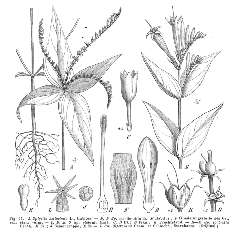Спигелия антельмия