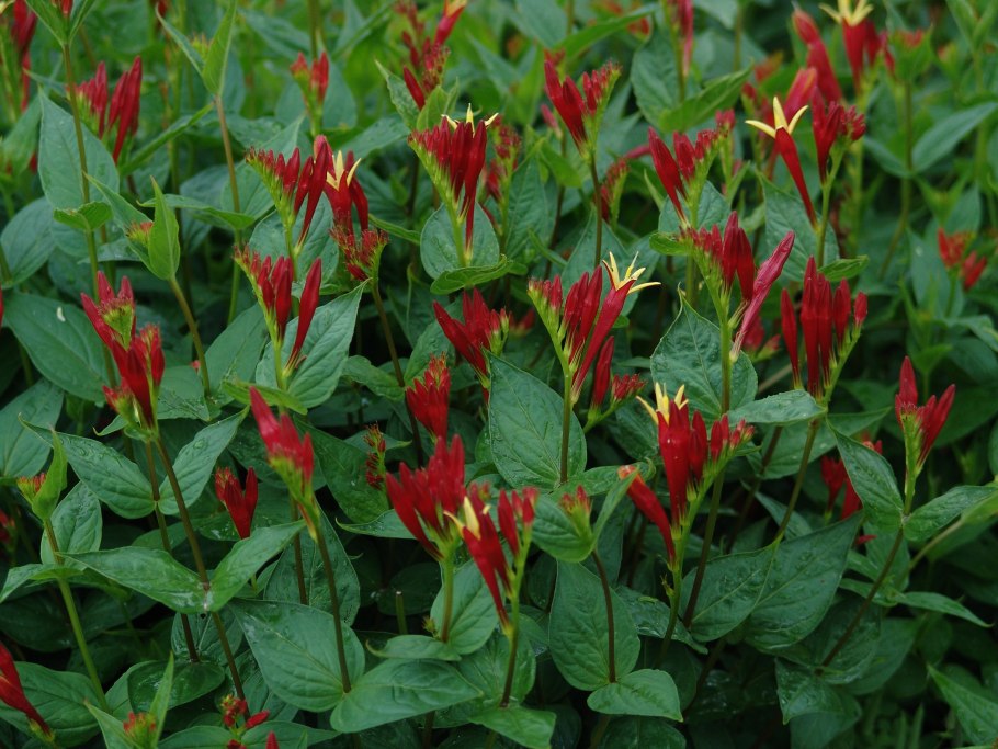 Спигелия (Спигелия антельминтика).