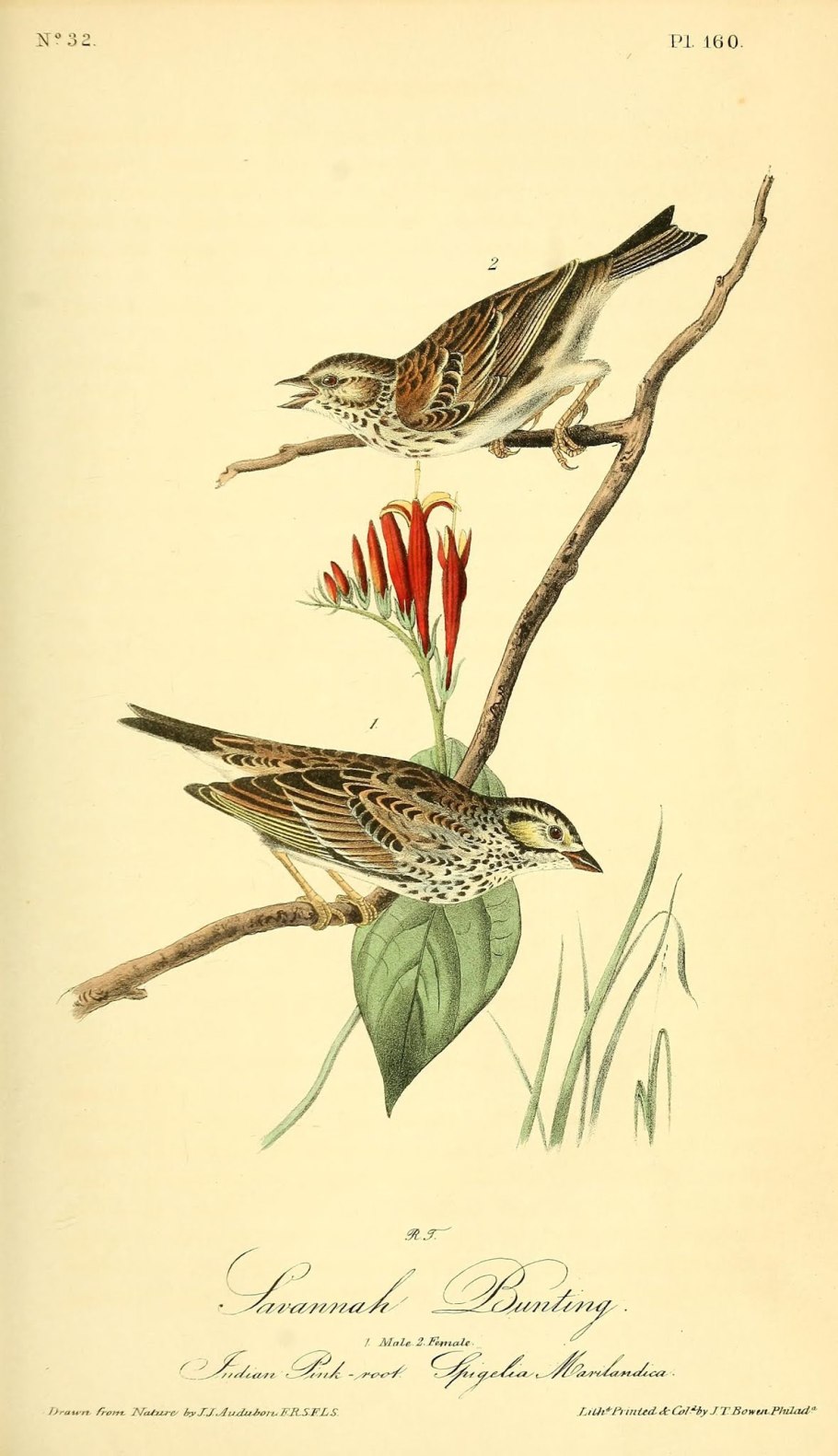 Audubon birds