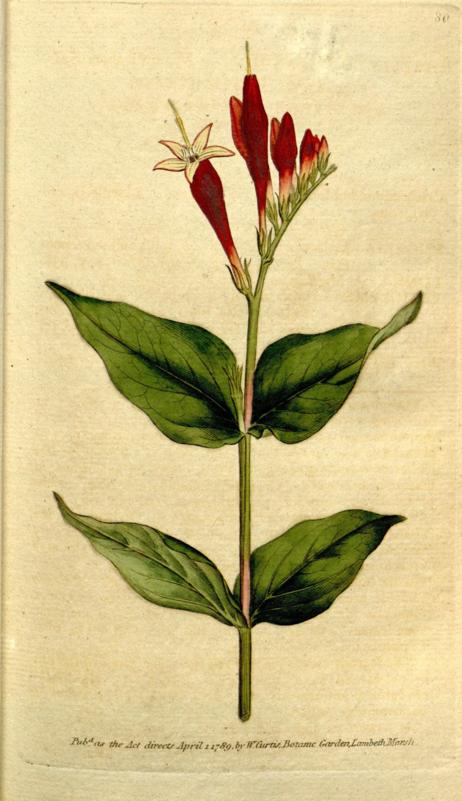 Хохенбергия Корреа арауйи растение Родина Бразилия