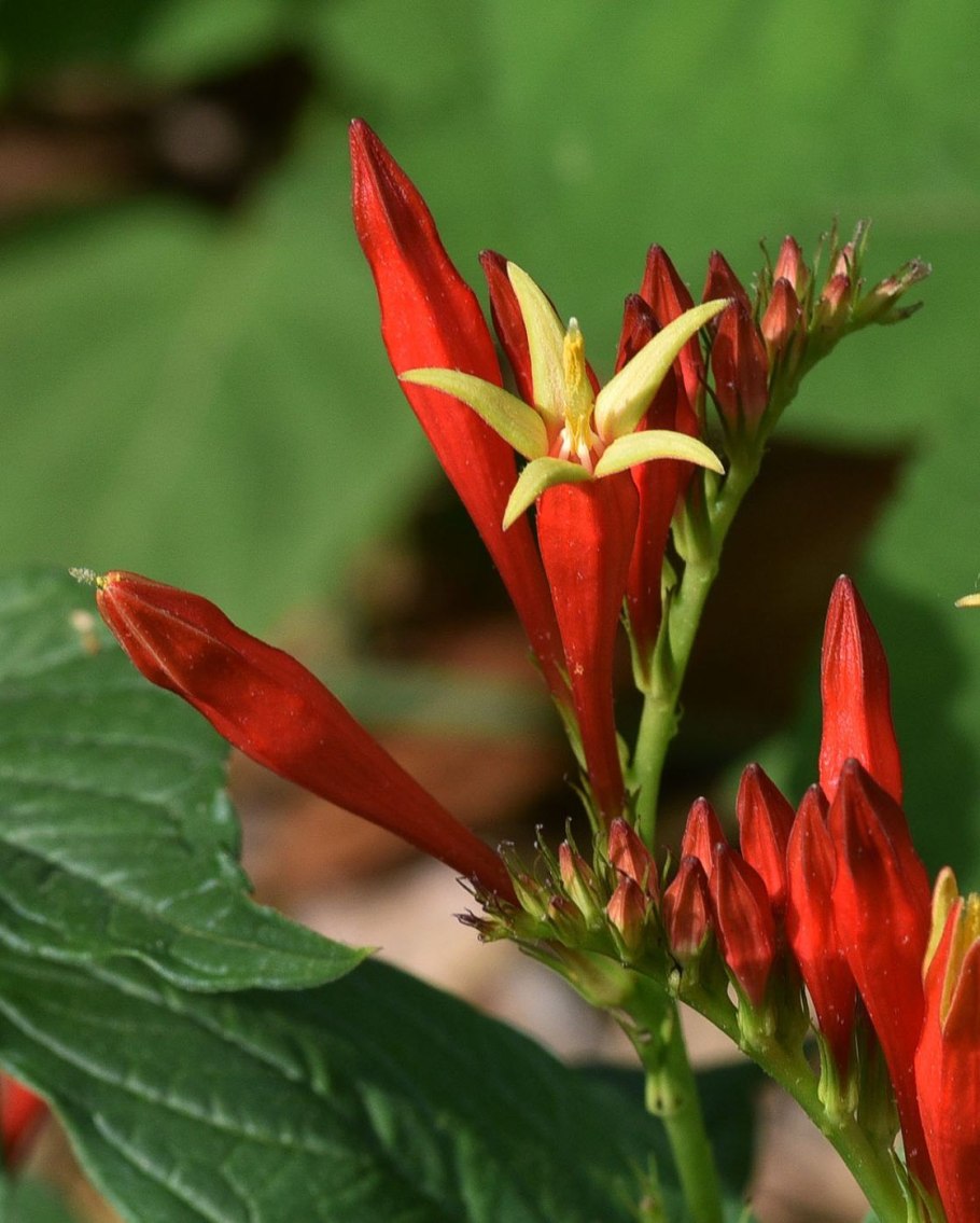 Поздние цветы