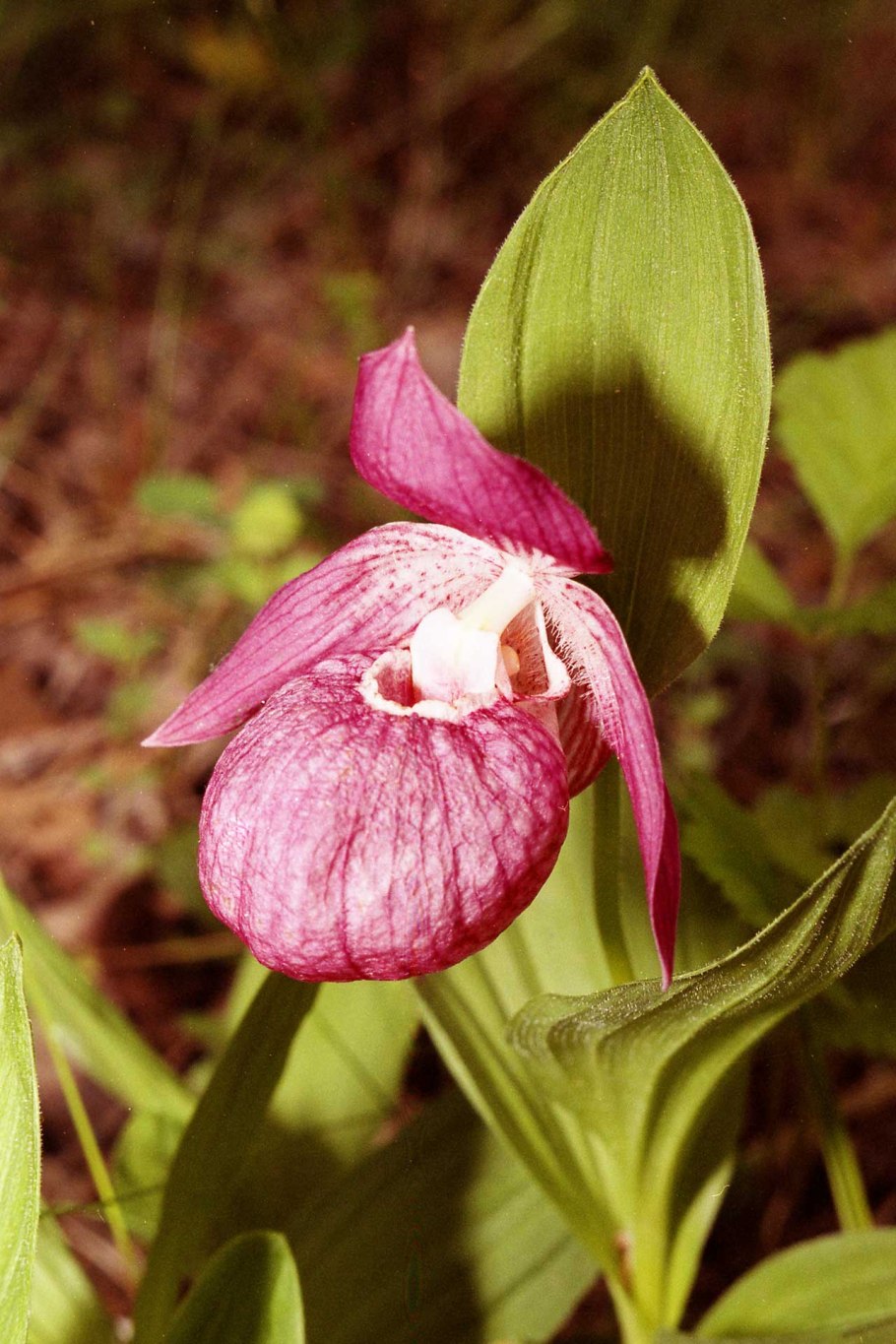 Орхидные (подсемейство)