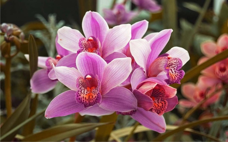 Фаленопсис в дикой природе