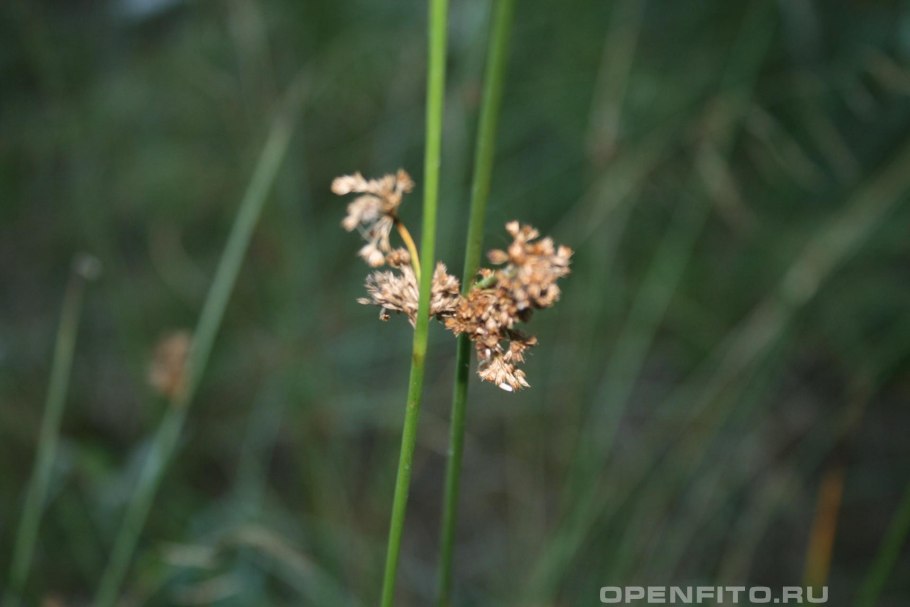 Ситник мечелистный (Juncus ensifolius)