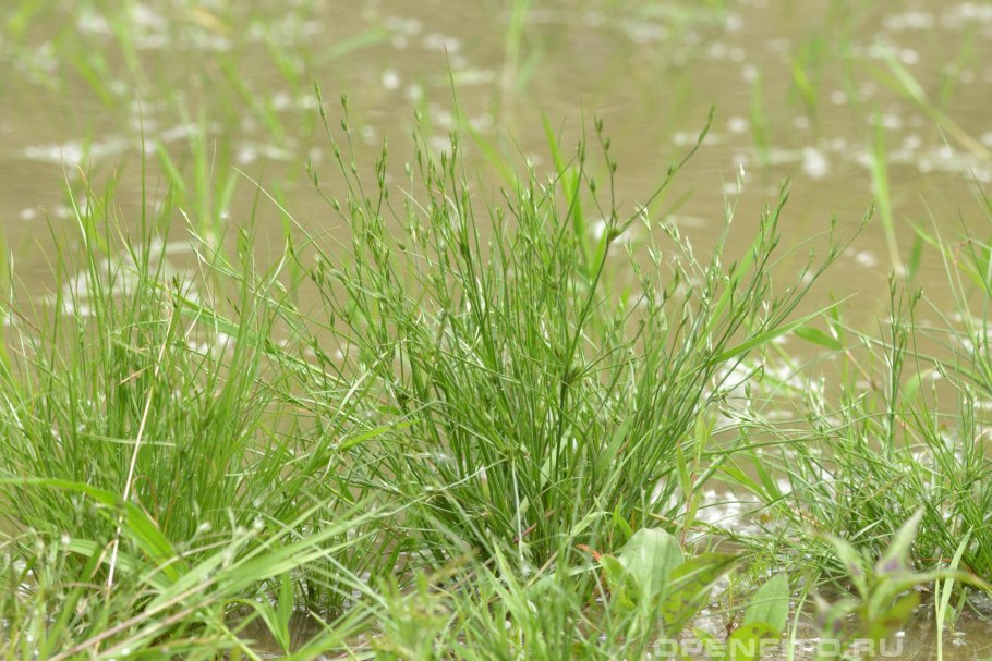 Ситник Жабий (Juncus bufonius l.)