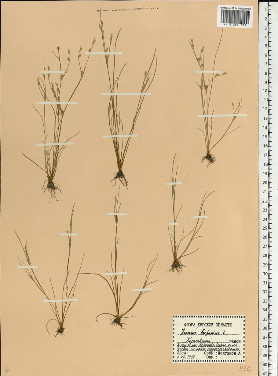 Растение Ситник развесистый