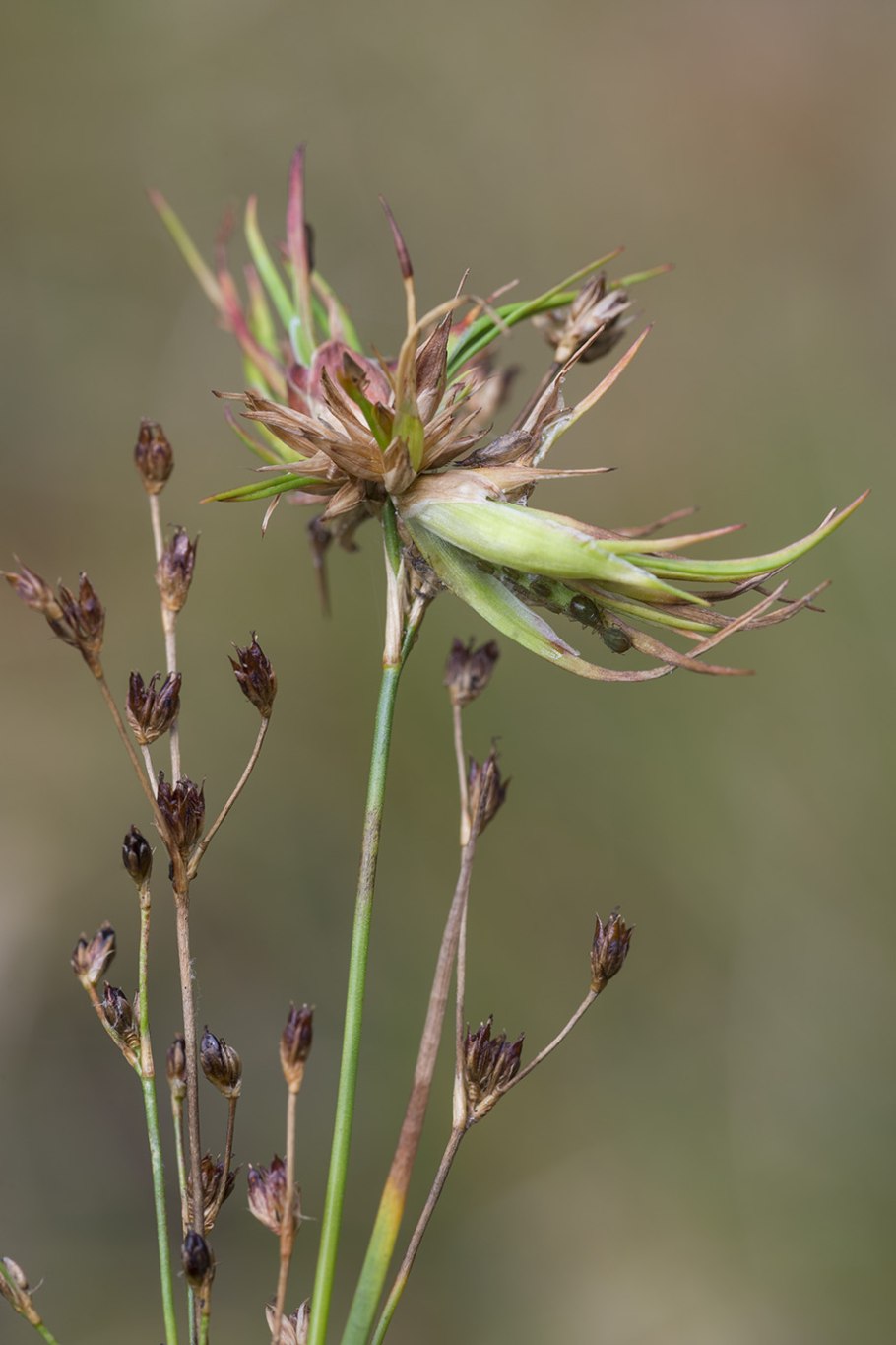 Бнкус Герда прихотливый