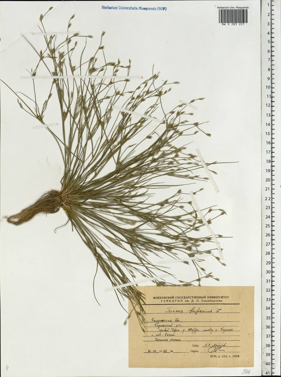 Жабий плющ растение